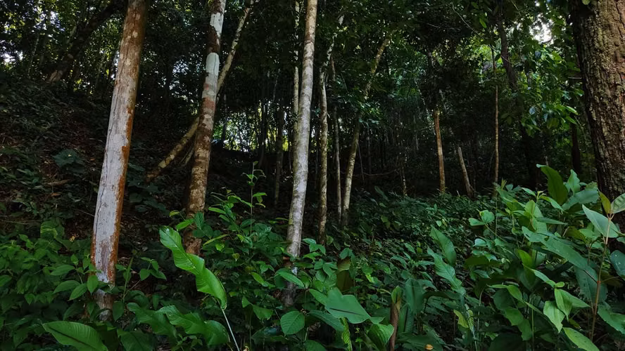 PRIME LOTS FOR SALE IN PUNTA UVITA ( BAHIA BALLENA)