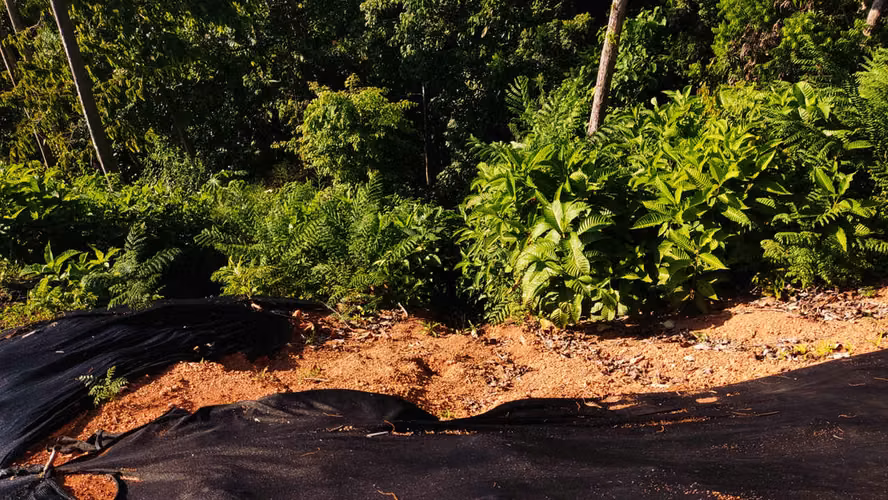 PRIME LOTS FOR SALE IN PUNTA UVITA ( BAHIA BALLENA)