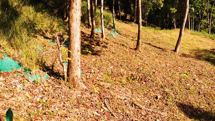 PRIME LOTS FOR SALE IN PUNTA UVITA ( BAHIA BALLENA)