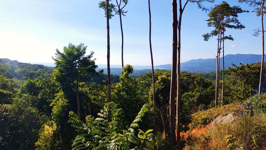 PRIME LOTS FOR SALE IN PUNTA UVITA ( BAHIA BALLENA)