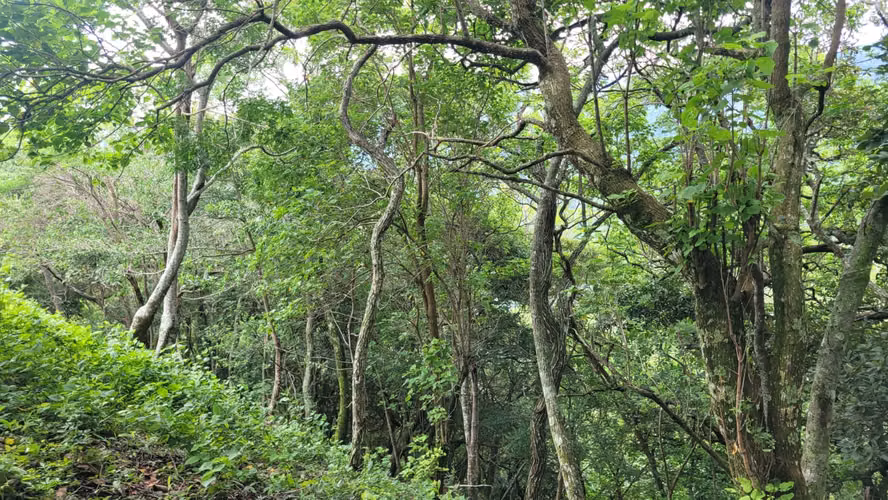 Venta de lote en Piedades de Santa Ana!