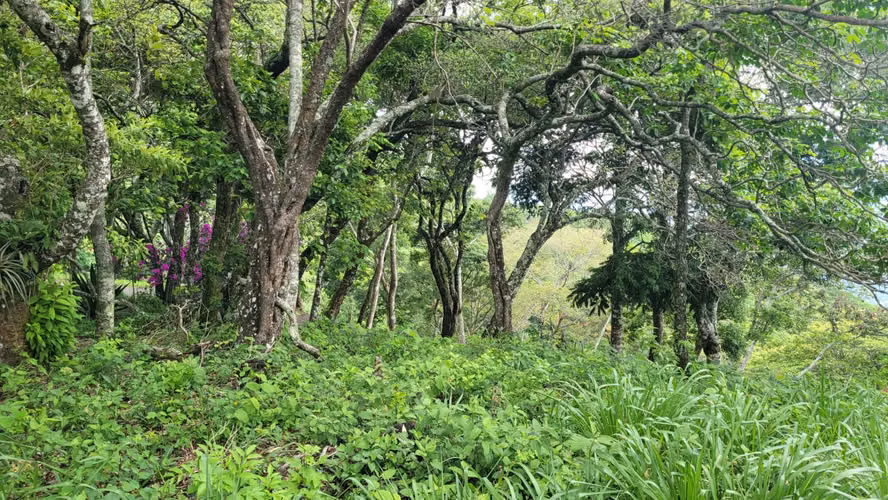 Venta de lote en Piedades de Santa Ana!