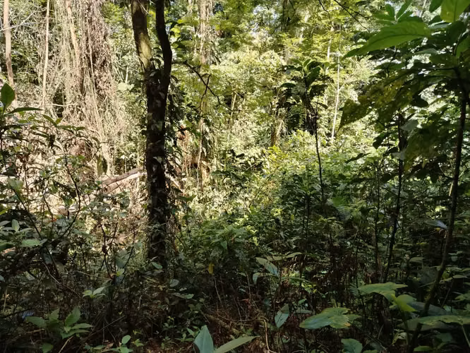Terreno de 1 Hectárea en Pocora, Guácimo
