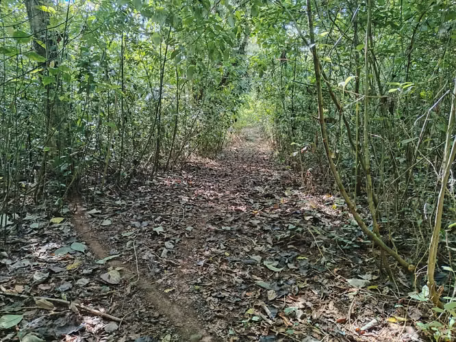 3.2 Hectáreas de Pura Vida – Terreno con Río Cristalino   - Imagen 13