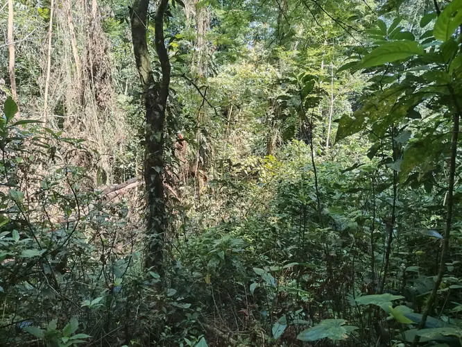 3.2 Hectáreas de Pura Vida – Terreno con Río Cristalino   - Imagen 3