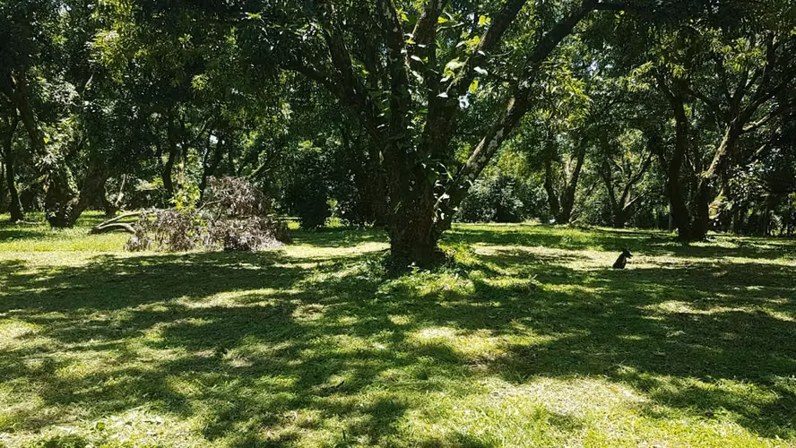 Finca plana - 18.223 m² - Miramar, Puntarenas (todos los servicios)