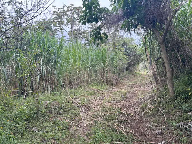 Tacares de Grecia, propiedad  para desarrollo residencial 350 unidades - Imagen 8