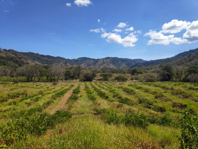 63 hectáreas de Producción Agrícola y Ganadera en Península de Nicoya - Imagen 1