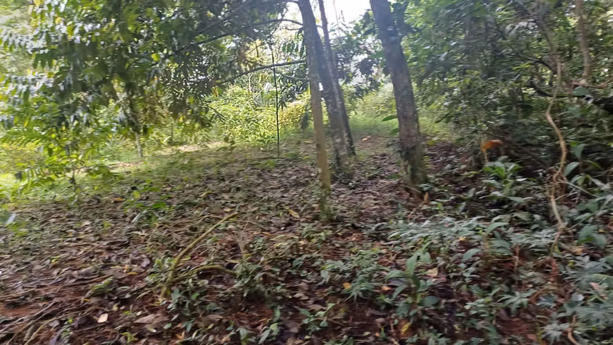 Terreno de oportunidad - Imagen 12