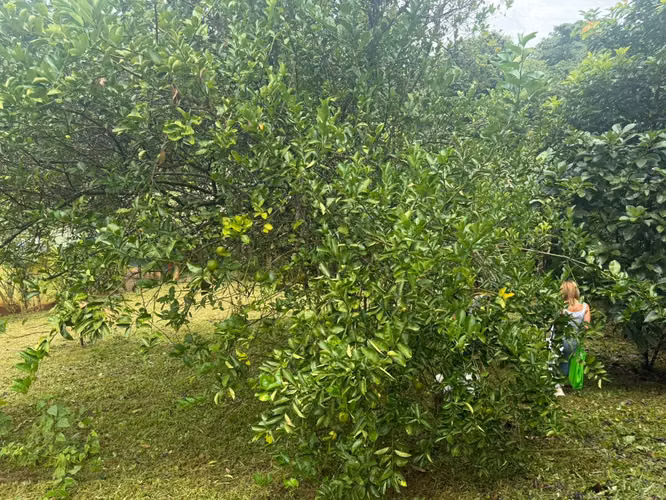 Terreno con casa en San Juan de Turrubares - Imagen 15