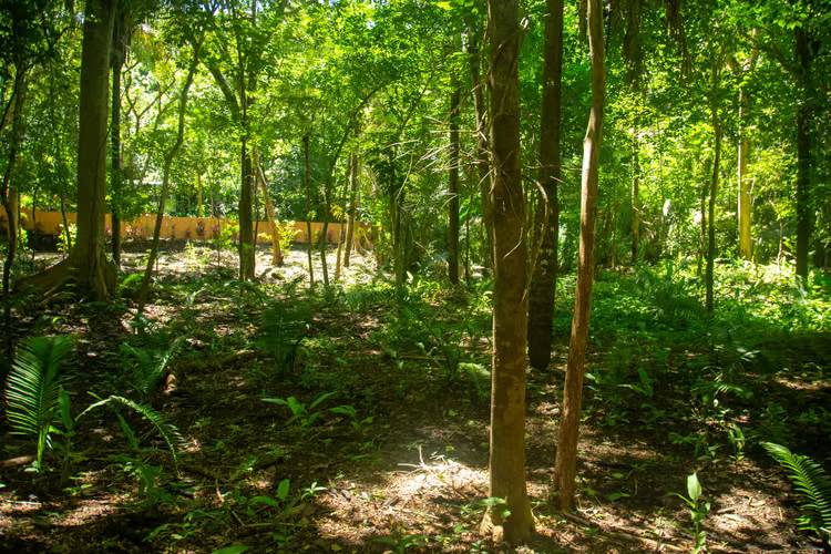 VENTA LOTE - Nosara $280,000 USD