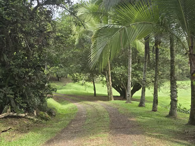 VENTA DE FINCA EN ATENAS SANTA EULALIA - Imagen 2