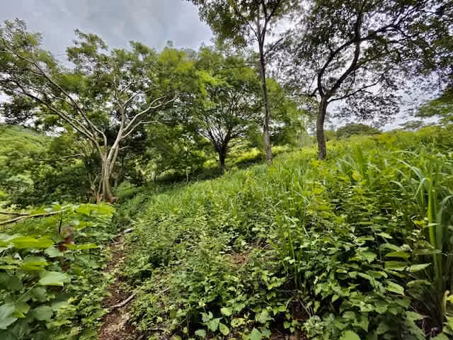 Venta finca Guanacaste Cañas 39,9 hect GANGA - Imagen 15