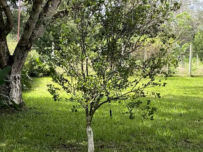 Venta de terreno Sabana Larga de Atenas, Alajuela - Imagen 3