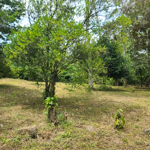 Lote para Quinta 1005 m2 carretera a la Fortuna - Imagen 12