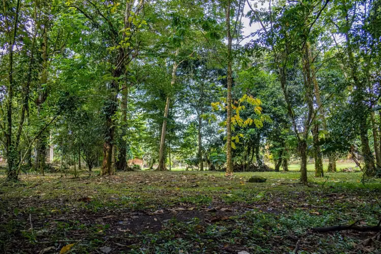 Venta de finca en Horquetas de Sarapiquí, Heredia