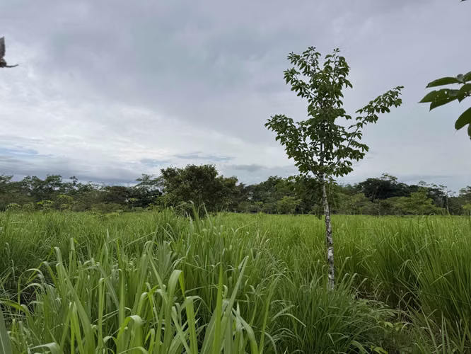Finca Productiva de 30 ha con Agua Propia – Guatuso