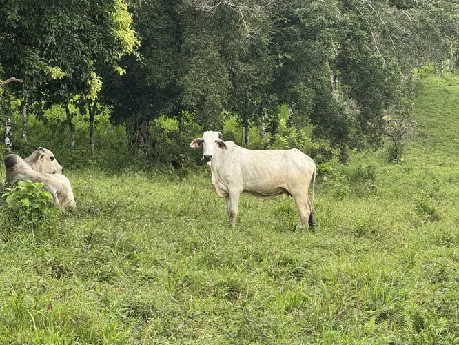 Finca Productiva de 30 ha con Agua Propia – Guatuso
