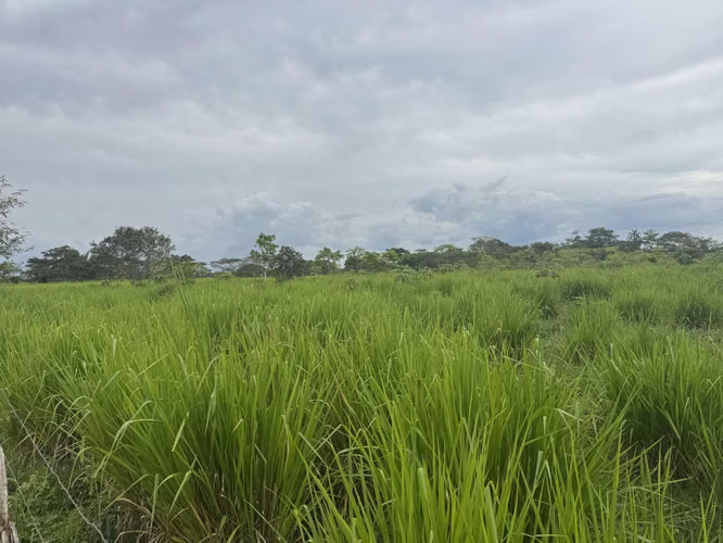 Finca Productiva de 30 ha con Agua Propia – Guatuso