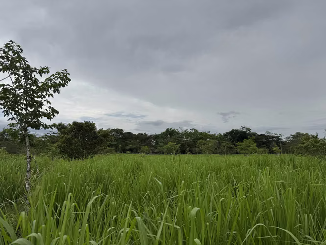 Finca Productiva de 30 ha con Agua Propia – Guatuso