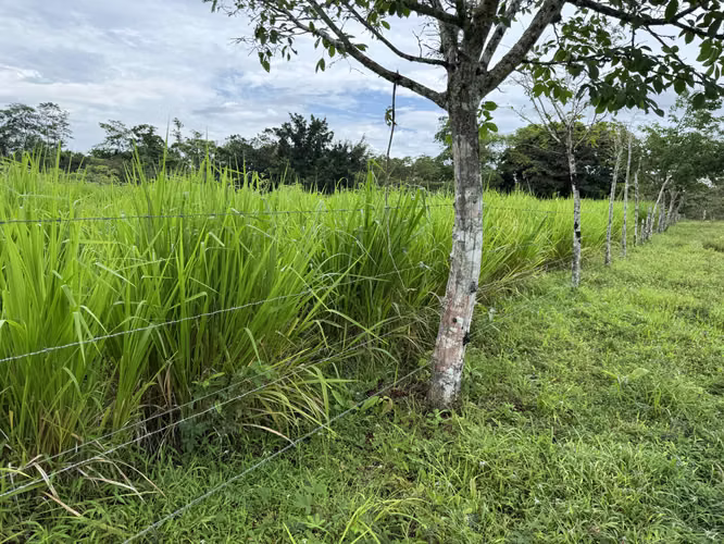 Finca Productiva de 30 ha con Agua Propia – Guatuso