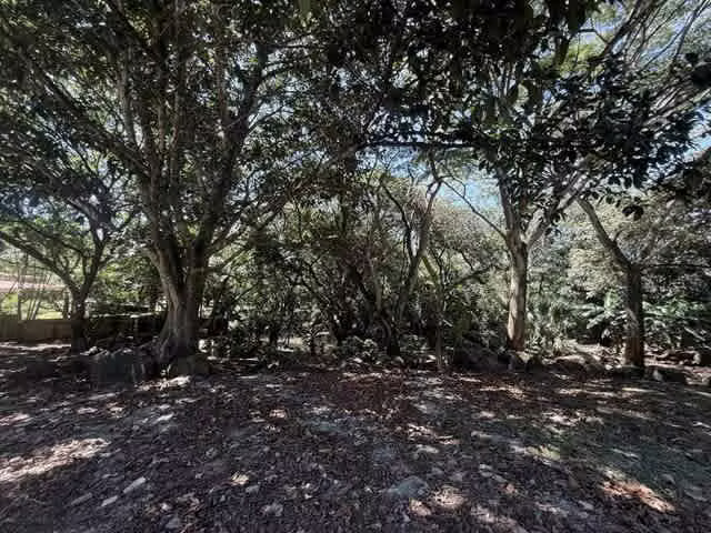 Terreno Comercial en Alquiler en La Guácima | 9.982 m² | Frente a Calle Principal H.A.#26-233 - Imagen 5