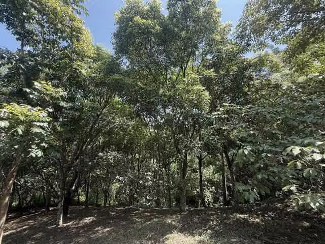 Lote en Venta en Condominio en Turrubares | Ideal para Quinta o Casa de Campo H.A.# 26-329 - Imagen 11