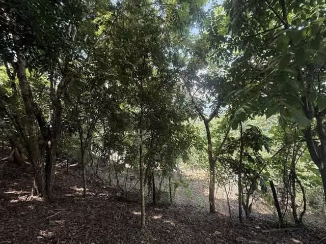 Lote en Venta en Condominio en Turrubares | Ideal para Quinta o Casa de Campo H.A.# 26-329 - Imagen 10