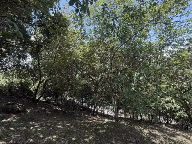 Lote en Venta en Condominio en Turrubares | Ideal para Quinta o Casa de Campo H.A.# 26-329 - Imagen 9