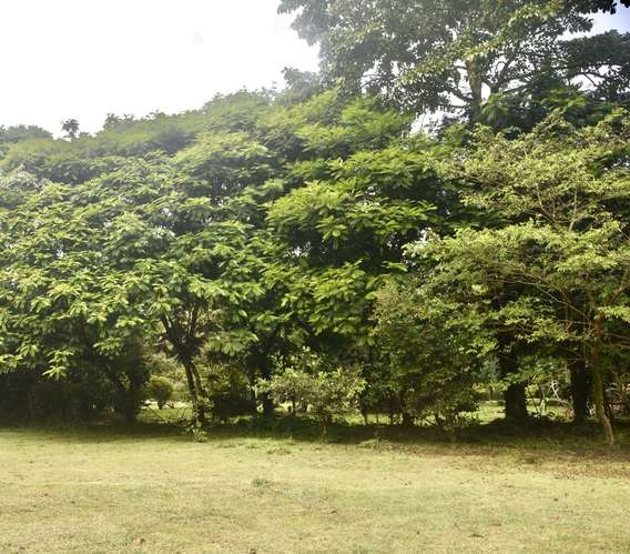 Venta de lote en Guapiles CON CABAÑA INCLUIDA - Imagen 4