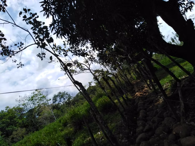 Valle Azul de San Ramón, VENTA FINCA GANADERA - Imagen 6