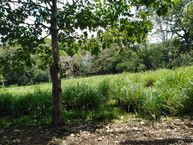 Valle Azul de San Ramón, VENTA FINCA GANADERA - Imagen 3