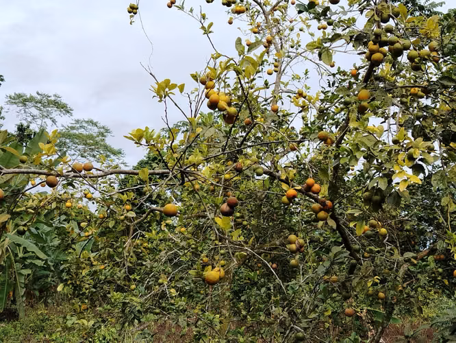Terreno de ensueño