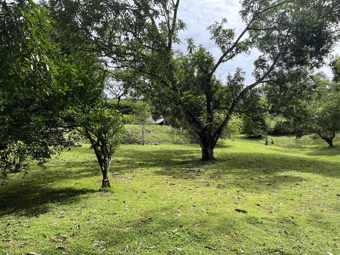 Mastate, Orotina: con 3 Terrazas Naturales y arboles frutales - Imagen 12