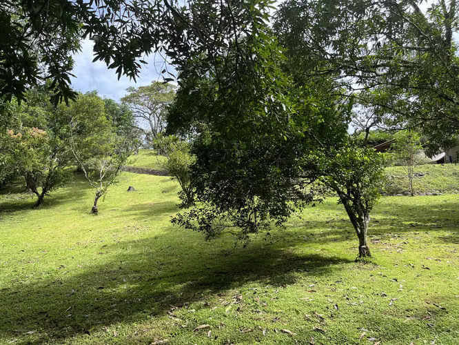 Mastate, Orotina: con 3 Terrazas Naturales y arboles frutales - Imagen 13