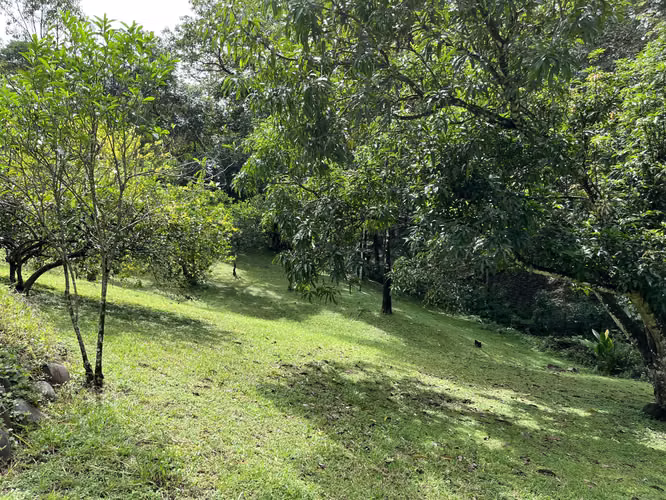 Mastate, Orotina: con 3 Terrazas Naturales y arboles frutales - Imagen 18
