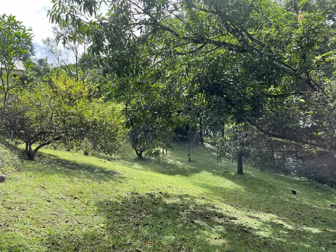 Mastate, Orotina: con 3 Terrazas Naturales y arboles frutales - Imagen 16