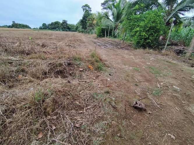 Finca Agrícola precio de oportunidad - Imagen 13