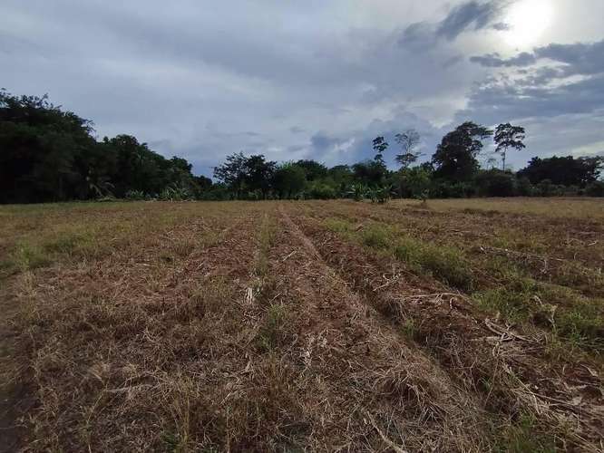 Finca Agrícola precio de oportunidad - Imagen 3