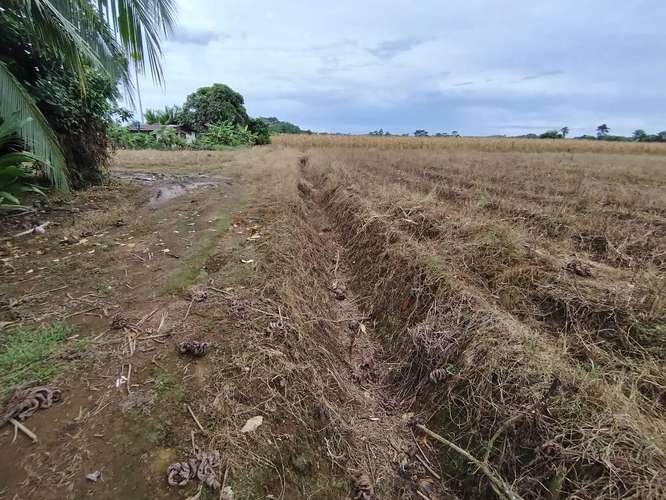 Finca Agrícola precio de oportunidad - Imagen 15