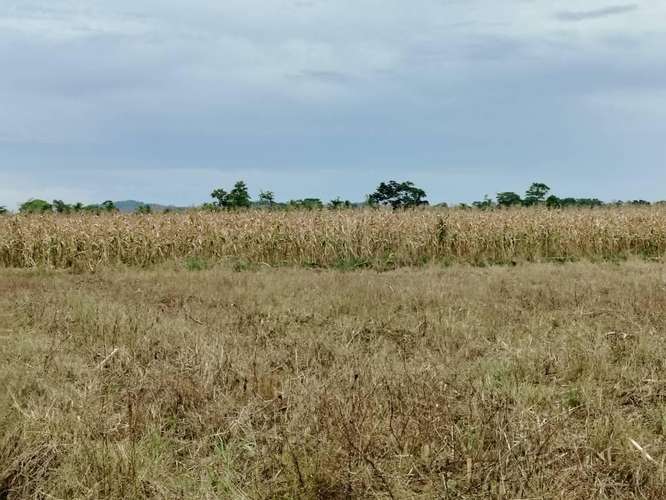Finca Agrícola precio de oportunidad - Imagen 12
