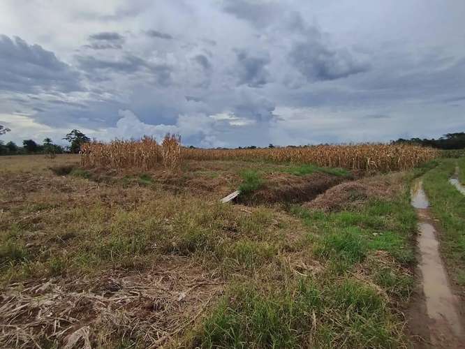 Finca Agrícola precio de oportunidad - Imagen 4