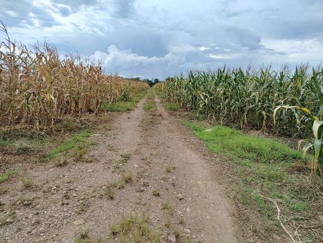 Finca Agrícola precio de oportunidad - Imagen 6