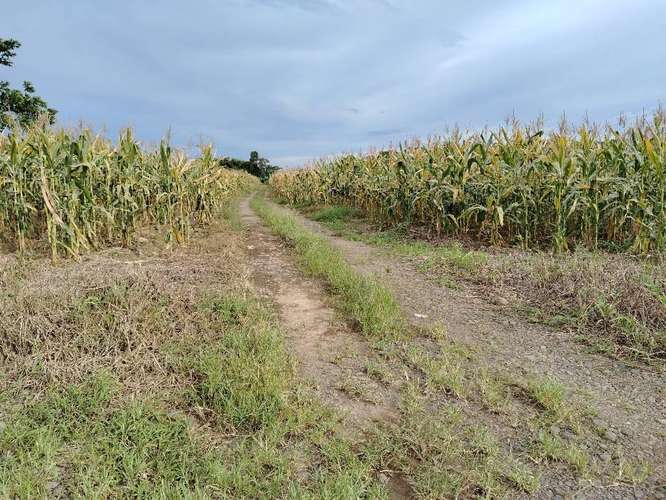Finca Agrícola precio de oportunidad - Imagen 17