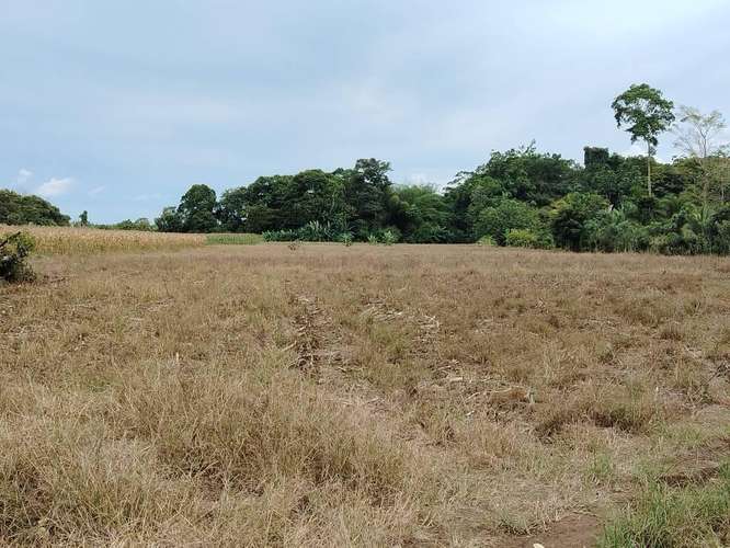 Finca Agrícola precio de oportunidad - Imagen 5