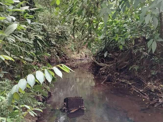 Finca Agrícola precio de oportunidad - Imagen 8