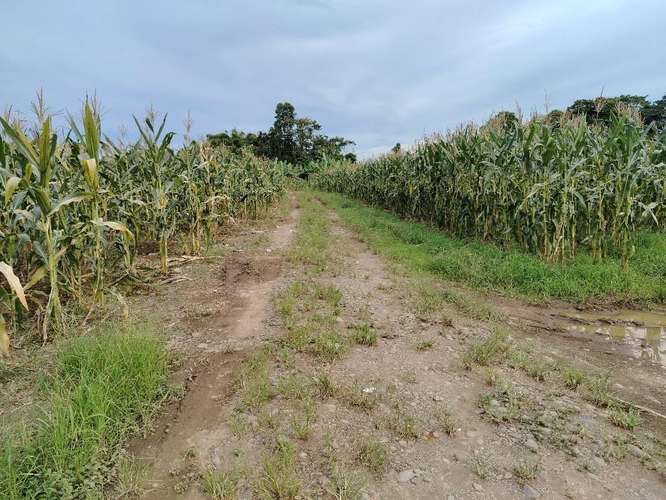 Finca Agrícola precio de oportunidad - Imagen 2
