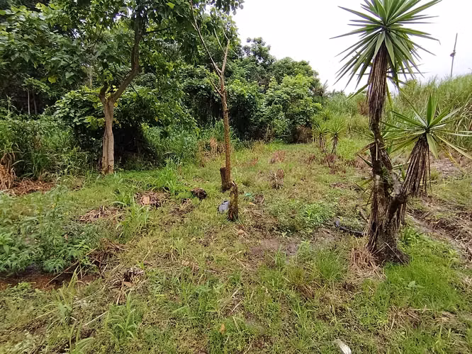 Finca de 4 hectáreas en Pavones de Turrialba