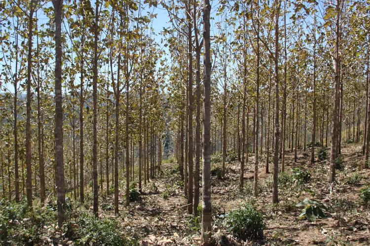 Hacienda con Vista al Océano, 220 Hectareas