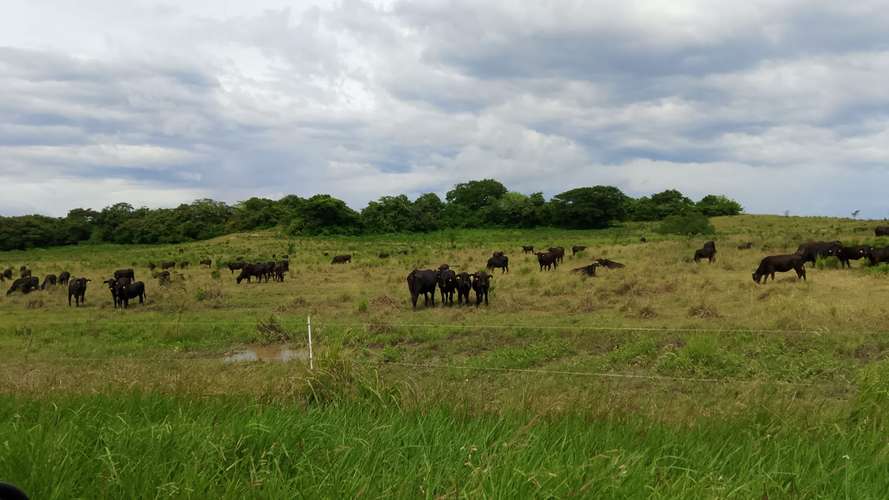En venta, Hacienda Ganadera, Agroindustrial en Bagaces, Guanacaste - Imagen 3